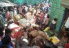 कुञ्चा सर्ने तयारीमा शौका समुदाय